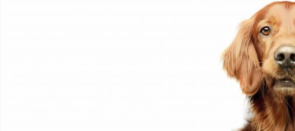 Is&#039;n Hund - Dein Hund, Hundetraining und Verhaltensberatung mit Alexandra Osterkorn