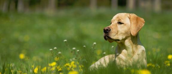 Is&#039;n Hund - Dein Hund, Hundetraining und Verhaltensberatung mit Alexandra Osterkorn