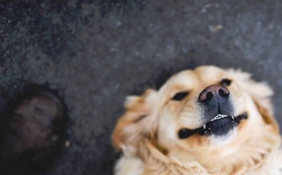 Is&#039;n Hund - Dein Hund, Hundetraining und Verhaltensberatung mit Alexandra Osterkorn